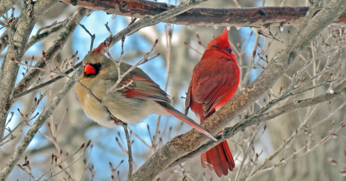 Evolution of Color in Animals: Signals for Warning and Mating Evolution of Color in Animals: Signals for Warning and Mating