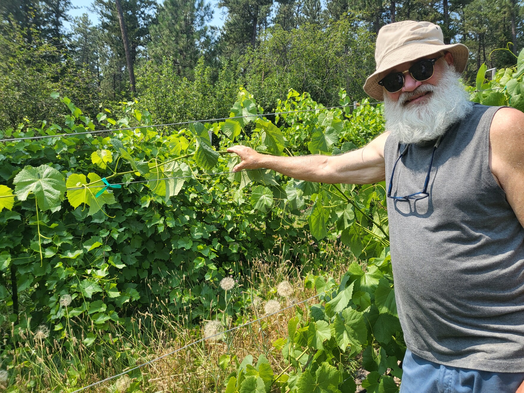 Flavors Growing Grapes in Montana, The Last Best Wine Country YPR