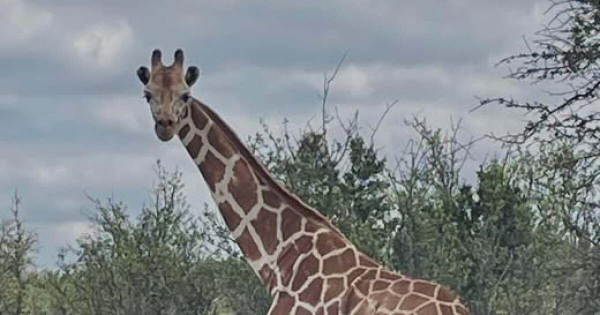 A Heartwarming Reunion: Missing Giraffe Gracie Found Safe Near Leakey After Nearly Two Weeks on the Loose