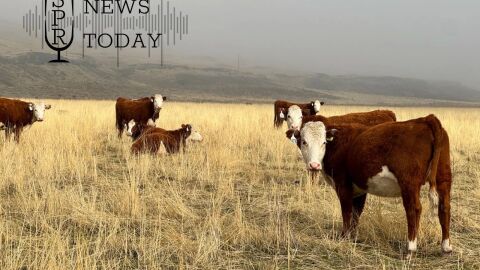 Cattle on a ranch in Franklin County, Washington. Washington Audubon is hoping ranchers on the Columbia Plateau will participate in its Audubon Ranching Conservation program.
