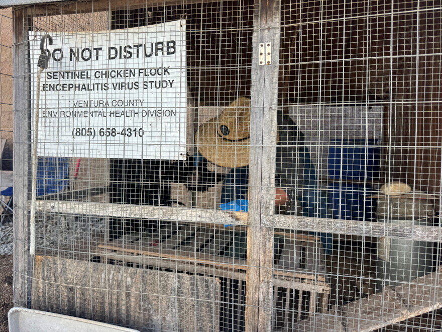 Ventura County's sentinel chicken flock help track West Nile Virus