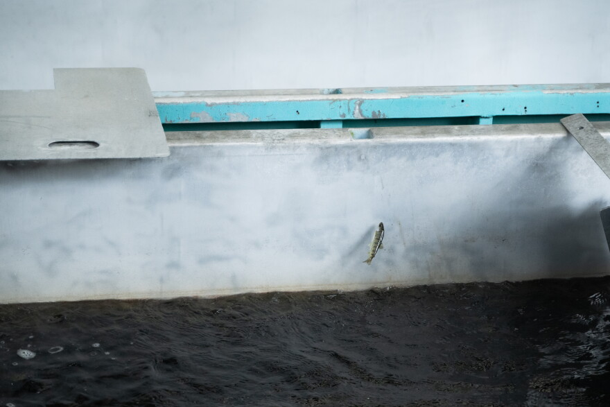 A king salmon fry jumps out of the water in a raceway at Pillar Creek hatchery.