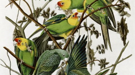 Carolina Parakeets as painted by John James Audubon (1833). The group is perched on a cocklebur plant; the green bird is an immature individual.