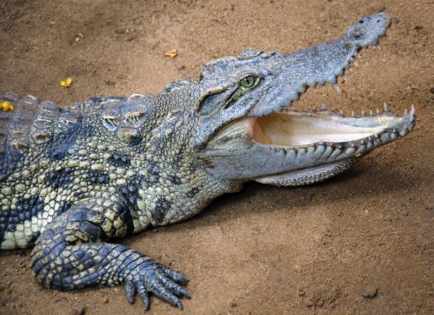 Crocodilians consume a diversity of fruits and nuts, making their dietary niche broader than previously thought.