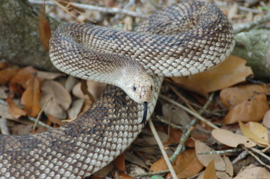 Florida Pine Snake