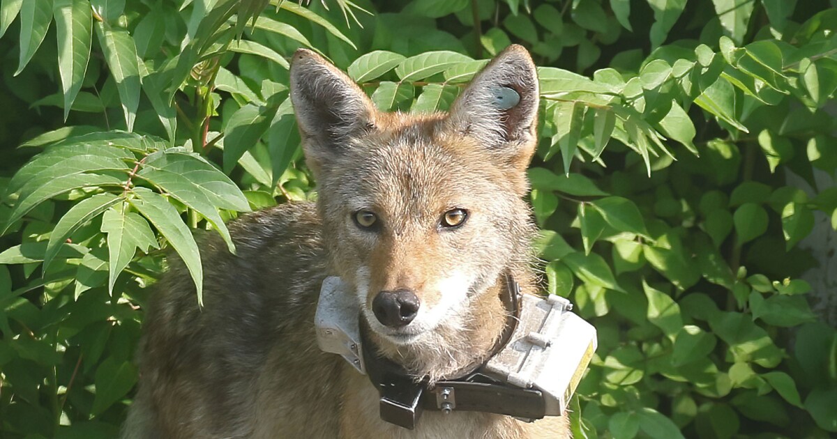 Coyotes among us: Why Northeast Ohio's wild neighbors are more misunderstood than menacing
