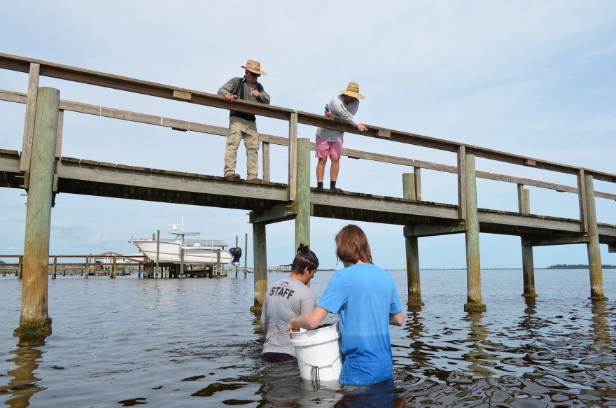  Adam Klingenberg (top right) and a volunteer homeowner (top left) look down for a clam bed, so Virginia Wine (bottom left) and Iven Webb (bottom right) can retrieve it. 