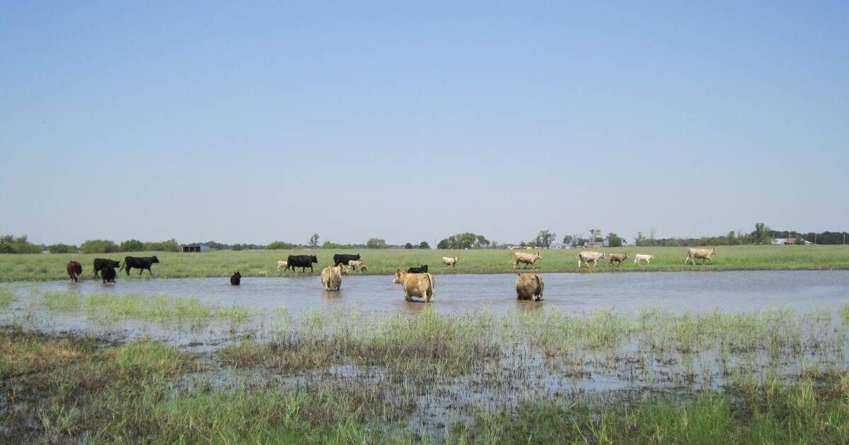 With ‘relatively few left,’ Oklahoma works to restore wetlands to its landscape