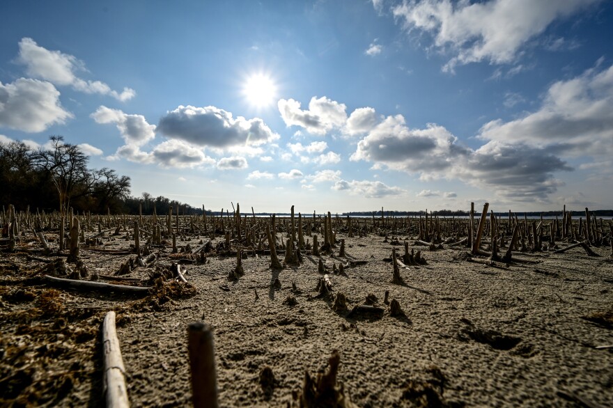 Aquatic plants and debris are exposed by the falling water levels at the Kakhovka Reservoir. Researchers say that the draining of the reservoir by Russian forces are but one example of the war's effect on Ukraine's water supply.