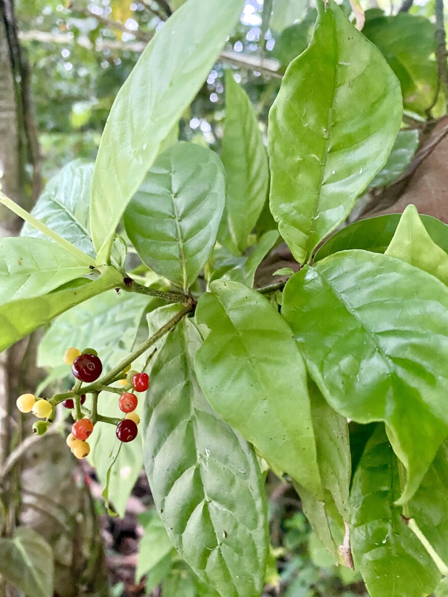 Green leaves with a bunch of fruits, some dark red, some a lighter reddish and others a yellowy color.