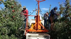 Before robots will begin picking apples, machines like this, which help human pickers do their jobs faster and more easily, will bridge the gap.
