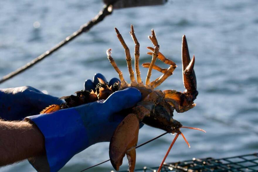 A fisherman holds up a lobster covered in eggs.