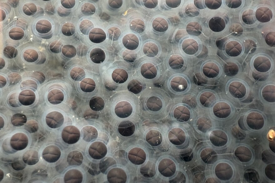 A detail image of Crawfish Frog eggs