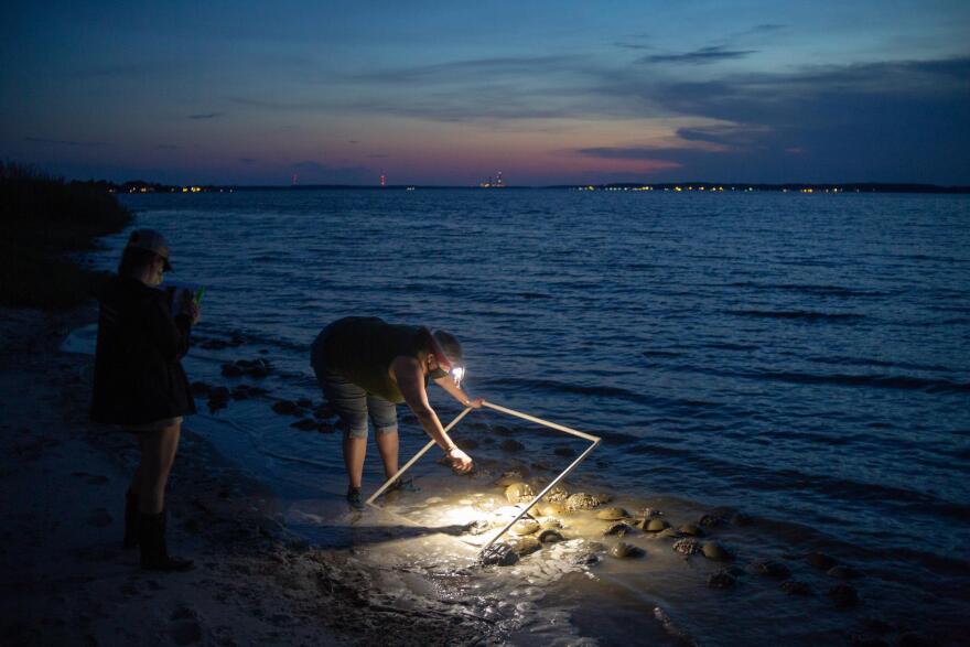 A Horseshoe Crab survey being conducted