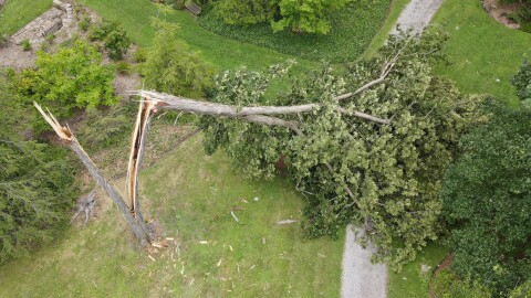 A large tree is snapped in half. 