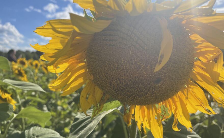 The sunflower field in Yellow Springs is a major tourist attraction.