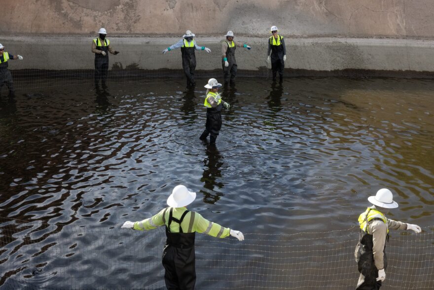 SRP workers in Mesa move white amur fish, also known as grass carp, out of the Salt River canal in Mesa on Nov. 21, 2024. The workers were preparing that section of the canal to be cleaned.