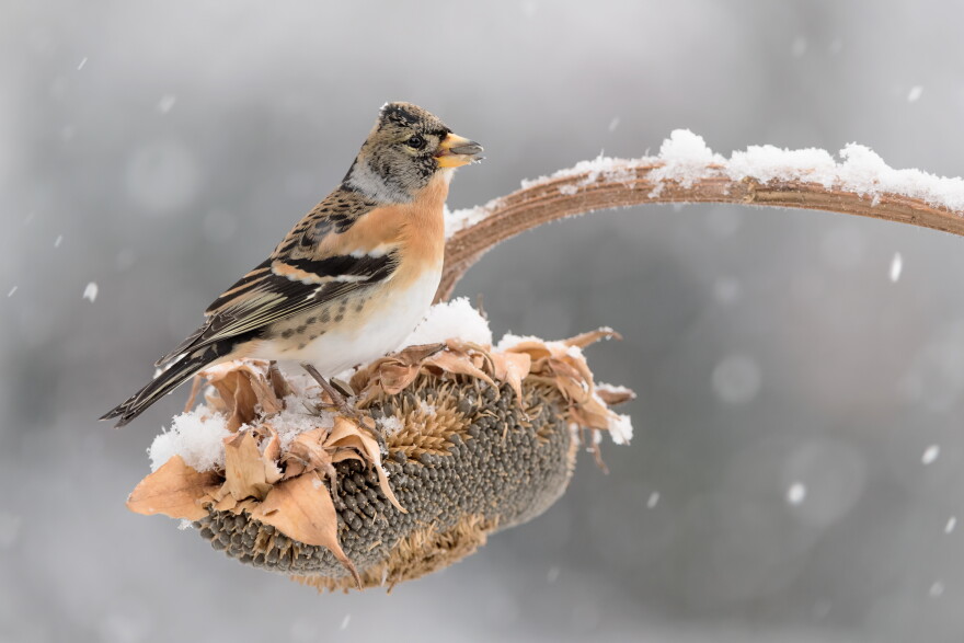 An orange, black and white brambling perches on a snow-covered sunflower seed head, holding a seed in its beak.