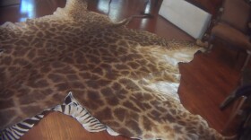 A full giraffe hide for sale at The African Market Trophy Room Collection, Myakka FL, March 2018.