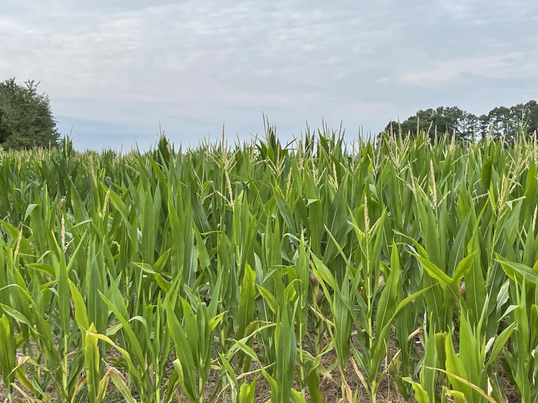 Hot temps, drought impacting North Carolina farm crops WFAE 90.7