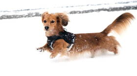 Indianapolis Animal Care and Control says the bitter cold weather can be as dangerous for pets as it is for humans.