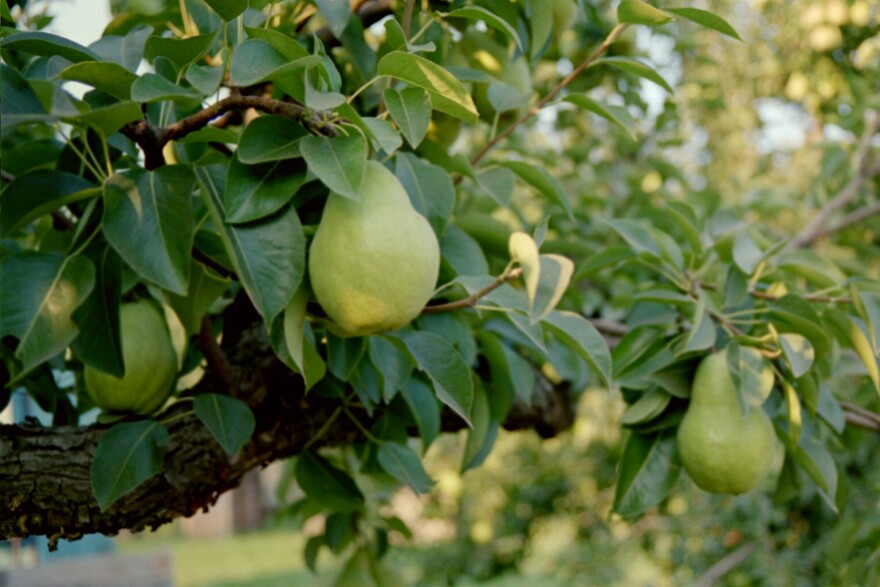 Bartlett pears suck up the last bit of energy from their trees just ahead of harvest, near Hood River, Oregon in August 2018.