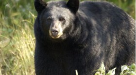 A black bear in a field