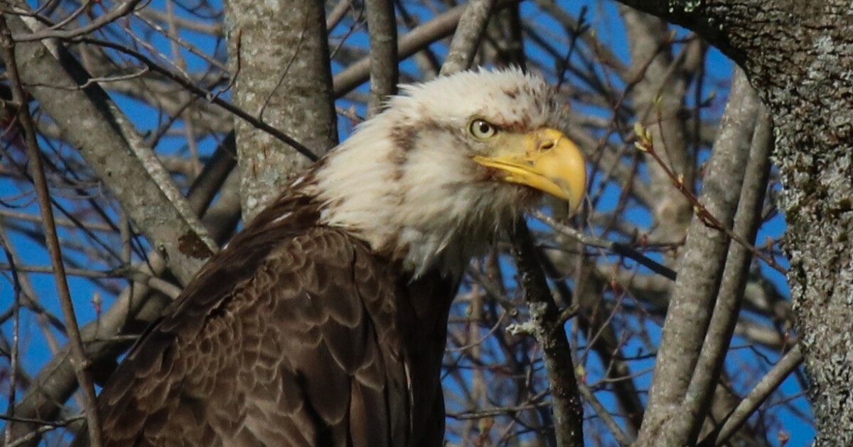 30th Annual Cadillac Mountain Hawk Watch kicks off this month