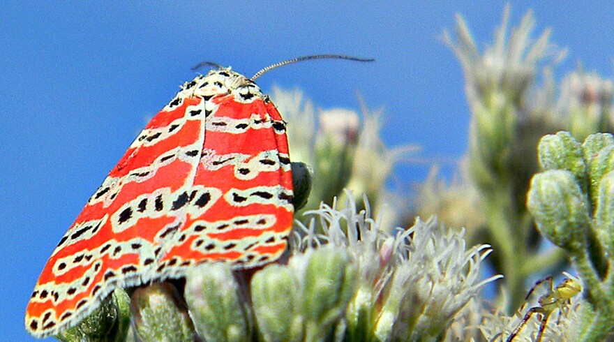 A Bella moth, or Rattlebox moth