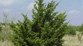 Eastern Red Cedar