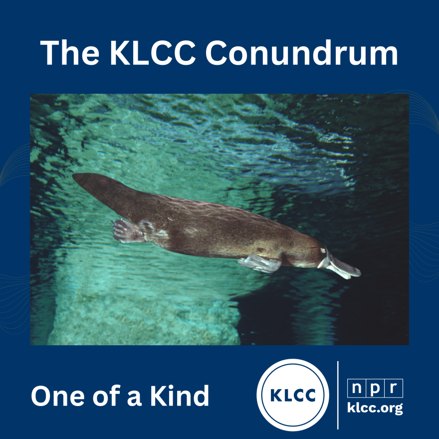 Cover art for The KLCC Conundrum - "One of a Kind"