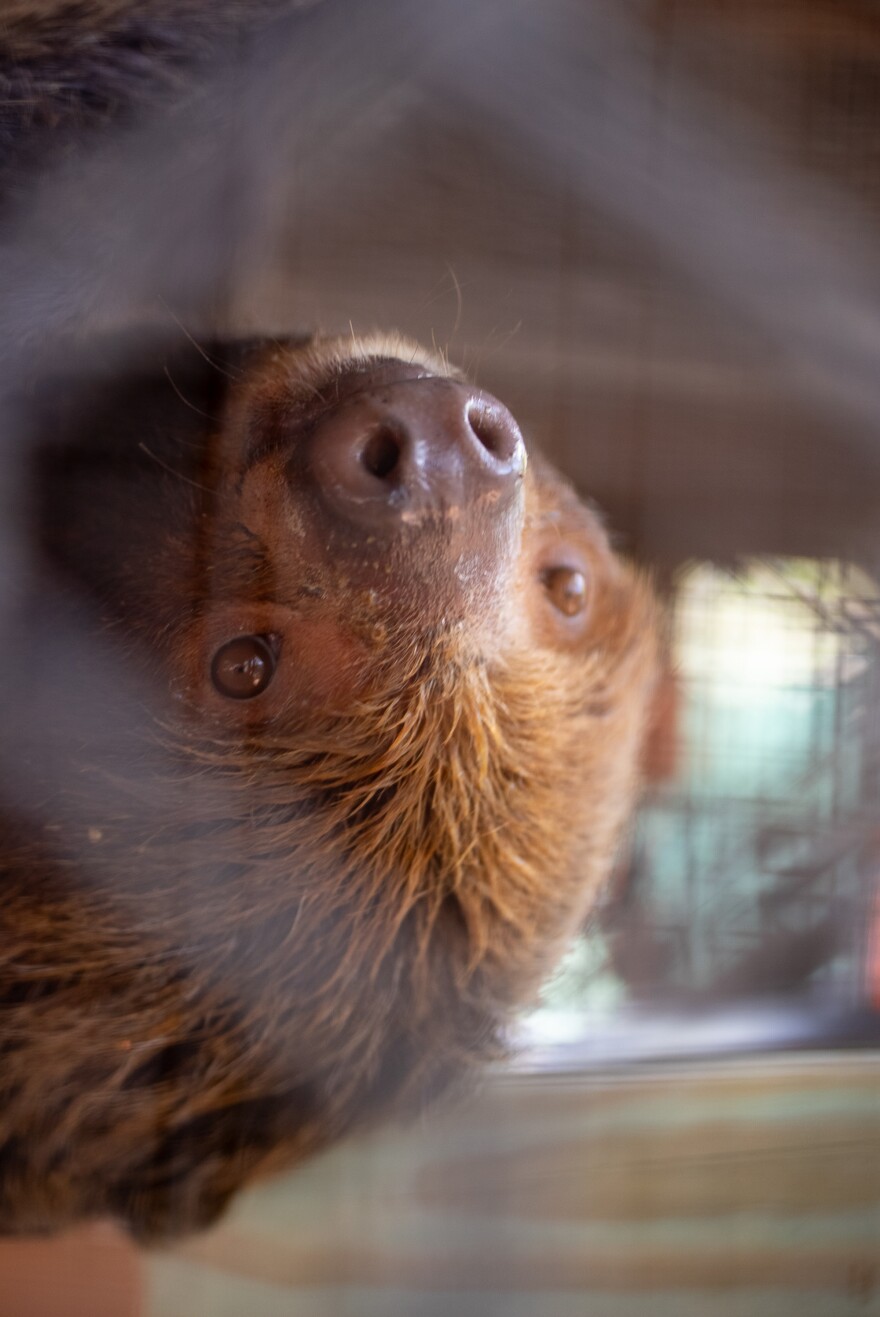 All 13 sloths arrived at the zoo underweight and with “quite a few things wrong with them,” according to zoo CEO Richard Glover. Arriving in especially poor condition were the three animals that have since died.