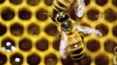 FILE - A hive of honeybees on display at the Vermont Beekeeping Supply booth at the annual Vermont Farm Show at the Champlain Valley Expo in Essex Junction, Vt., Jan. 28, 2014.