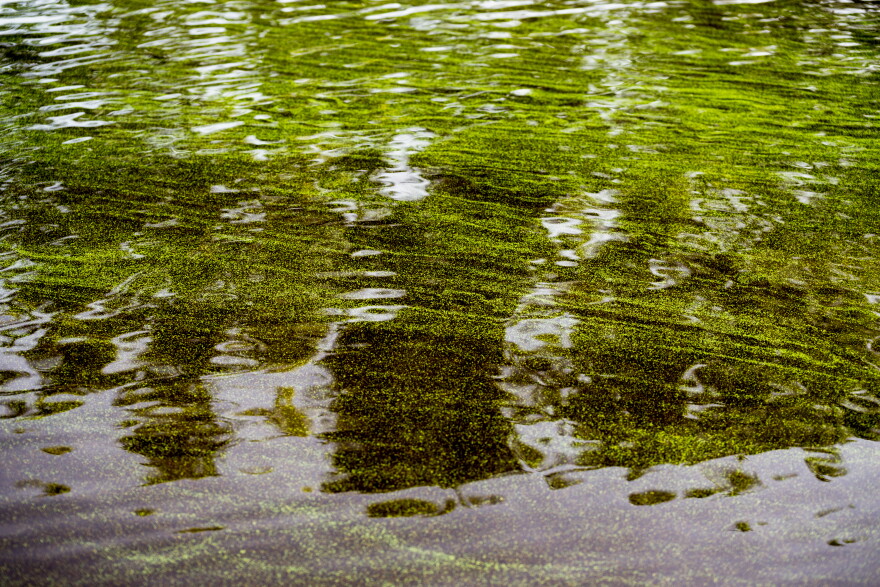 Caloosahatchee River water laden with toxic blue-green algae in July 2018