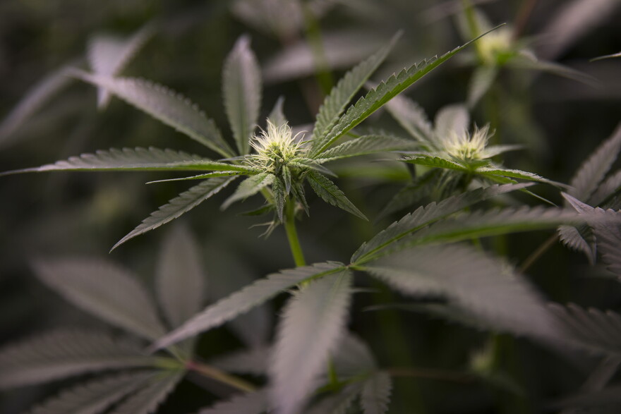 Marijuana plants are shown in the flowering room at Grow Ambrosia in Seattle 