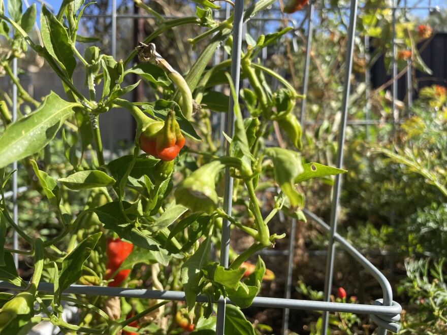 Peppers grow in Melissa Kruse-Peeples' garden in Phoenix.