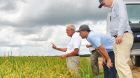 Rice expert Steve Linscombe, center
