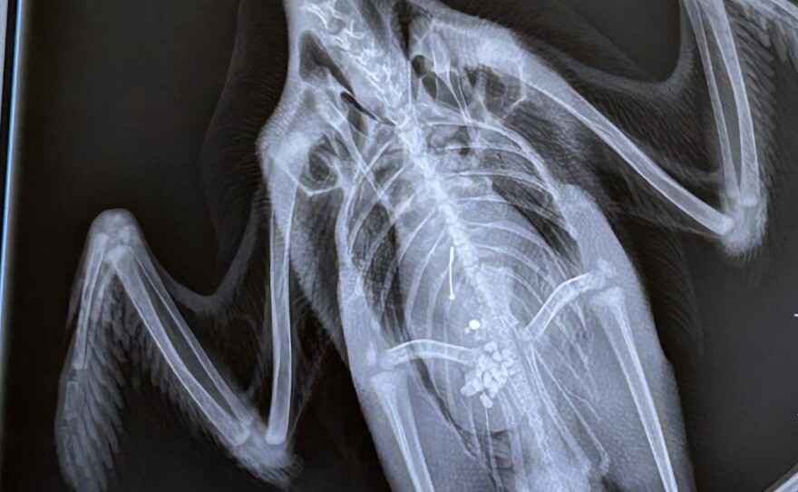This is an Xray of a baby loon with lead shot and a fishing hook in his belly. The lead shot and hook are in the middle of his belly.