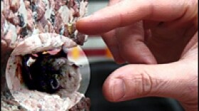 Silver-haired bats are natural loners.