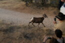 desert bighorn spot