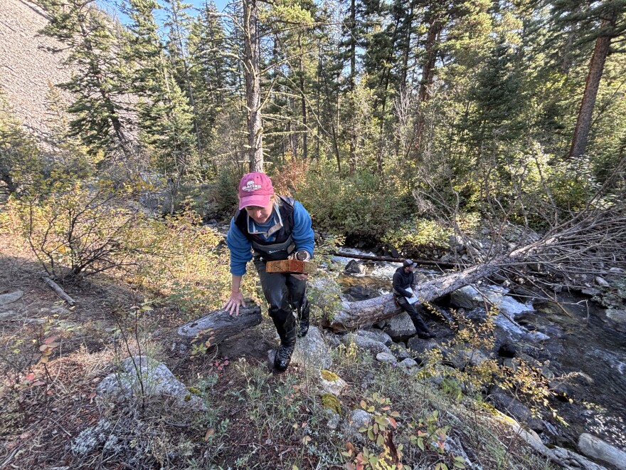 Water Quality Monitoring Specialist Gabby Metzner carries a MiniDot data logger placed in a tributary for the Gallatin River. The equipment measures dissolved oxygen and temperature in water, two of many variables the state is assessing in an effort to diagnose the cause of the Gallatin River’s algae problem.