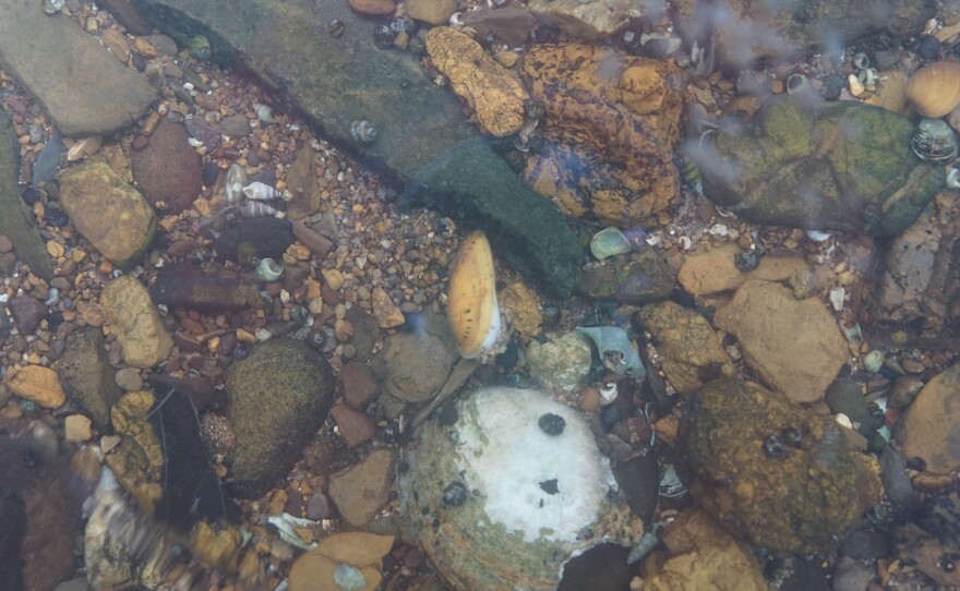 A healthy freshwater mussel is half-buried between rocks in the Clinch River. Mussels are filter feeders that remove algae, sediment and other materials from passing water.