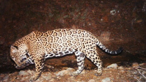 Jaguar