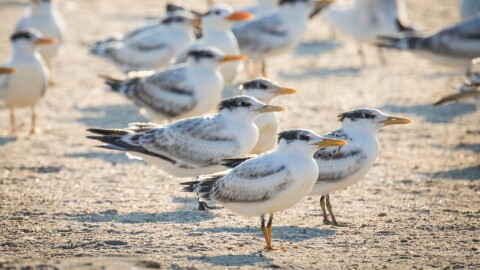 Thousands of gulls and terns have taken up residence at the historic Ft. Wool site.