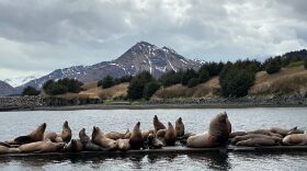 Sea lions on the floating dock near St. Herman Harbor on Near Island, May 28, 2023. (Courtesy of Matt Van Daele)