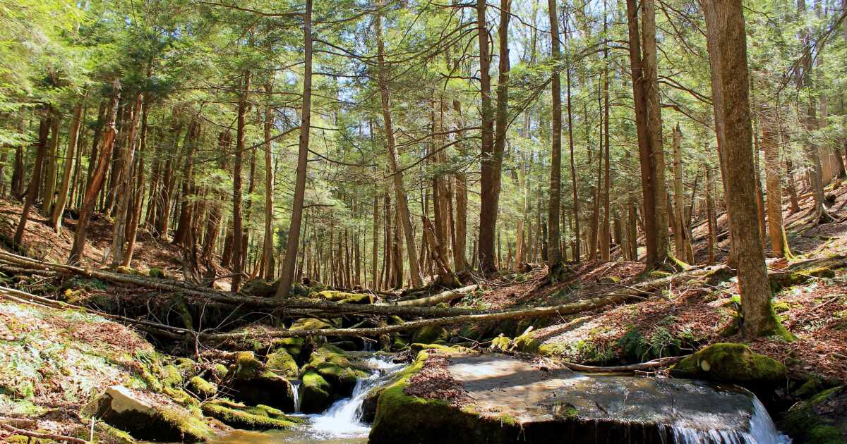 Pittsburgh Penguins buy local carbon credits to offset team's environmental footprint