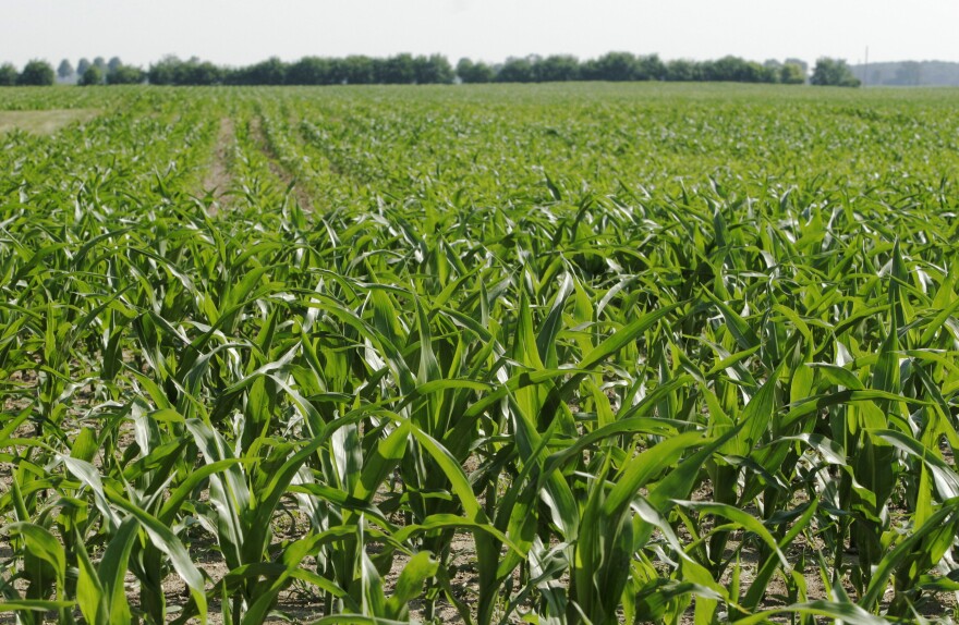 This June 13, 2007, photo shows corn being grown to produce ethanol, in a field in London, Ohio. In the world of greenhouse gas emissions, carbon dioxide gets most of the blame. But tiny organisms that flourish in the world's farm fields emit a far more potent gas, nitrous oxide, and scientists have long sought a way to address it.