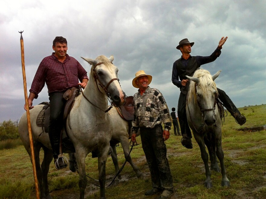 <em>Gardiens</em>, or cowboys, Renaud Vinuesa (on horseback, left) and Olivier Terroux (on horseback, right) are out in the Camargue region of southern France for a branding, or <em>la ferrade</em>, with their tridents.