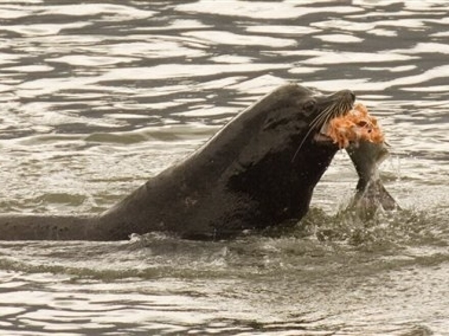 A sea lion eats a salmon in the Columbia River in Washington in 2008. A bill has recently been introduced in Congress to reauthorize the killing of sea lions that are eating the endangered salmon.
