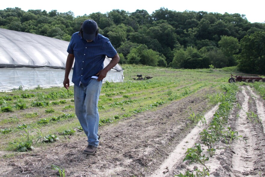 Tomatoes, lettuce and potatoes line the fields at Mike Pearl’s farm in Parkville, Missouri, where he's growing for local schools this fall.